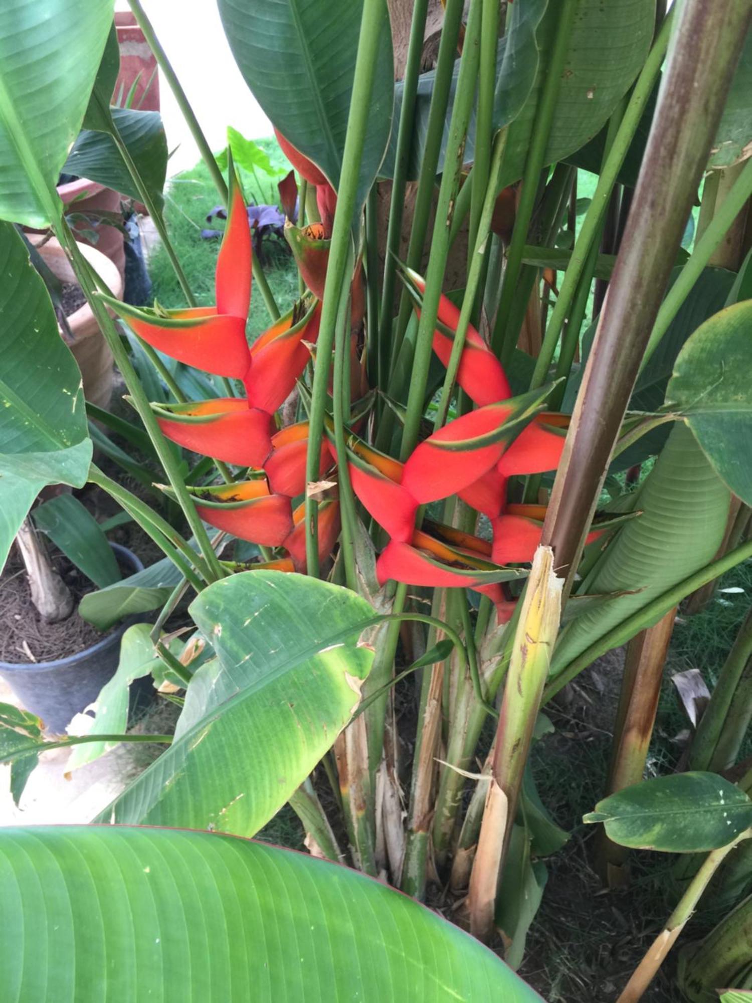 شقة Tropical Oasis Ouakam المظهر الخارجي الصورة